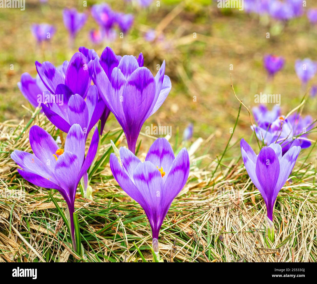 Bunt blühende Lila violette Krokusse (Crocus vernus) heuffelianus Alpenblumen auf Frühling Karpaten Hochplateau Tal, Ukraine, Europa. Stockfoto