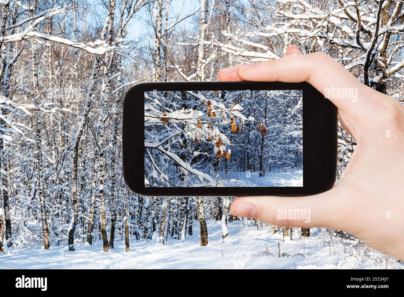 Reisekonzept - touristische Fotos von gefrorenen Blättern des Ahornbaums über dem Weg im schneebedeckten Wald an sonnigen Wintertagen auf dem Smartphone in Moskau, Stockfoto
