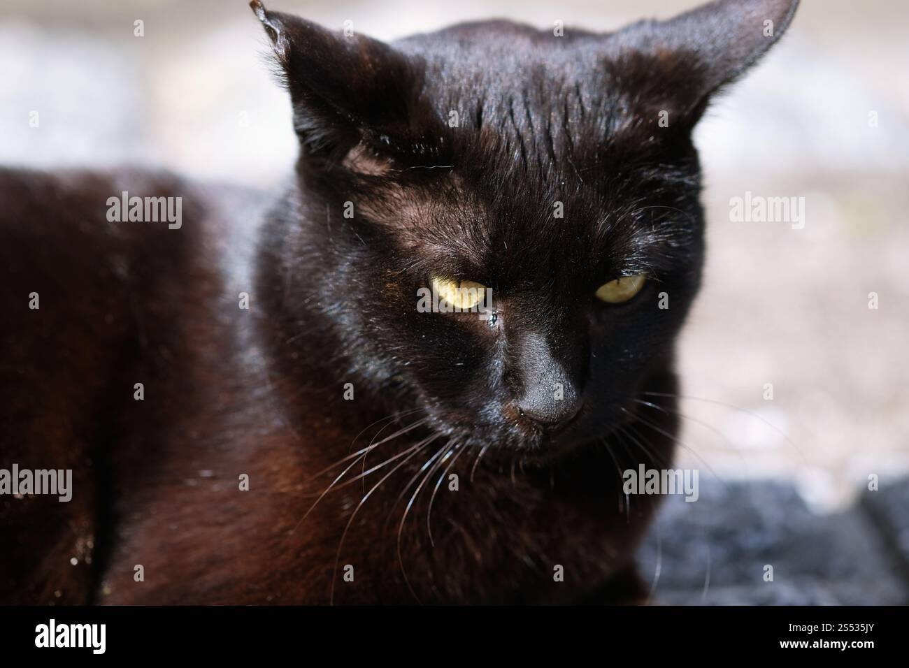 Straßenkatze, die sich in der Seitenstraße im Park hockt Stockfoto