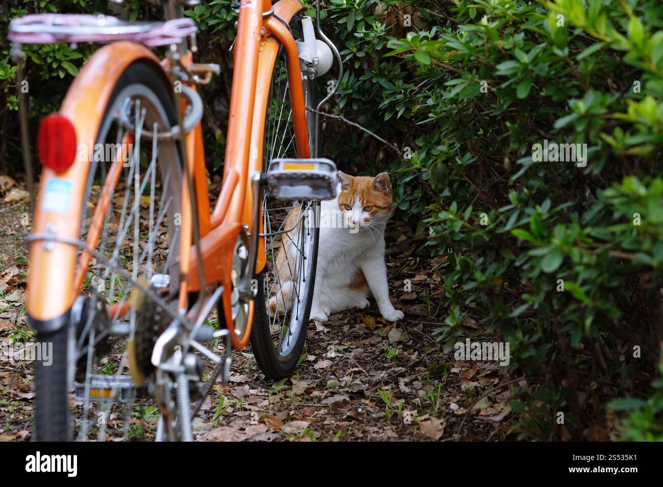Straßenkatze, die sich in der Seitenstraße im Park hockt Stockfoto