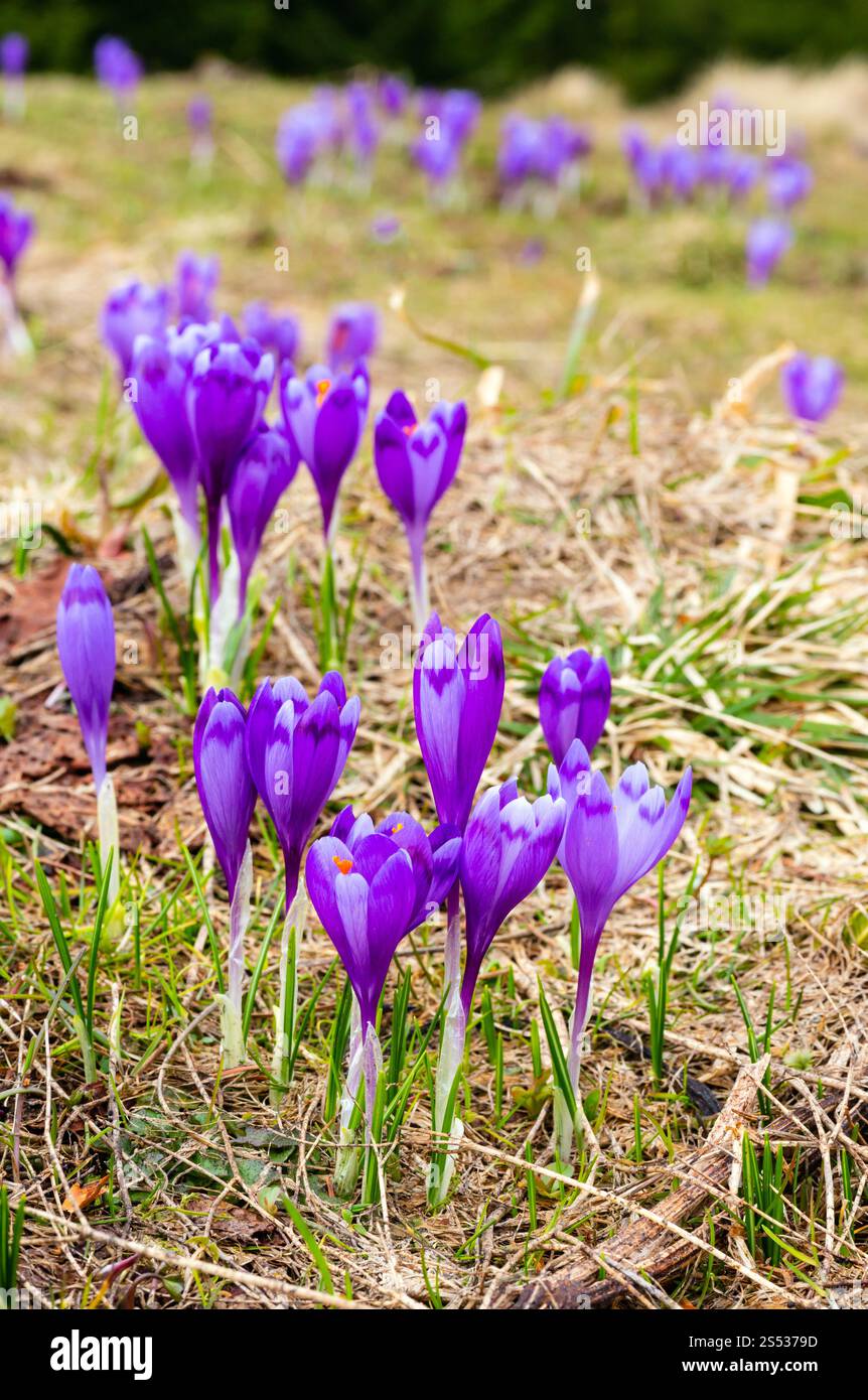 Bunt blühende Lila violette Krokusse (Crocus vernus) heuffelianus Alpenblumen auf Spring Mountain plateau Tal. Stockfoto