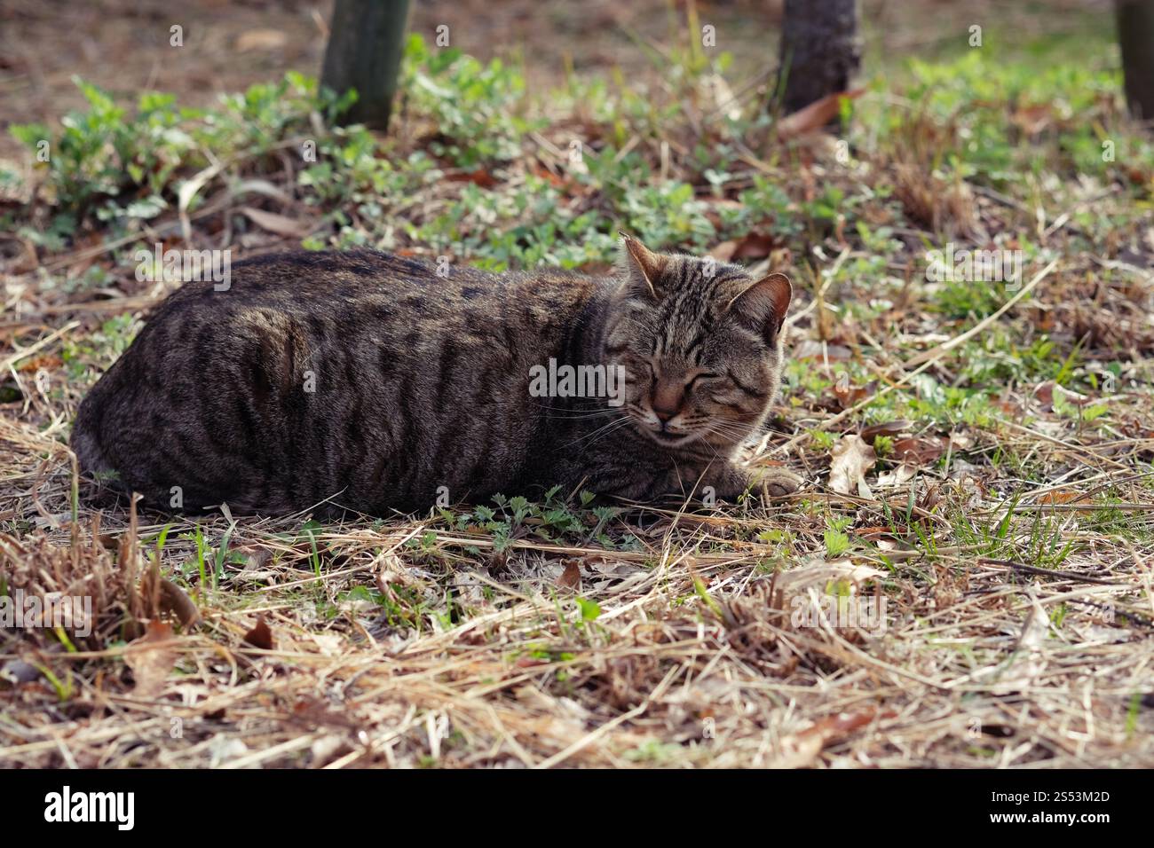 Straßenkatze, die sich in der Seitenstraße im Park hockt Stockfoto