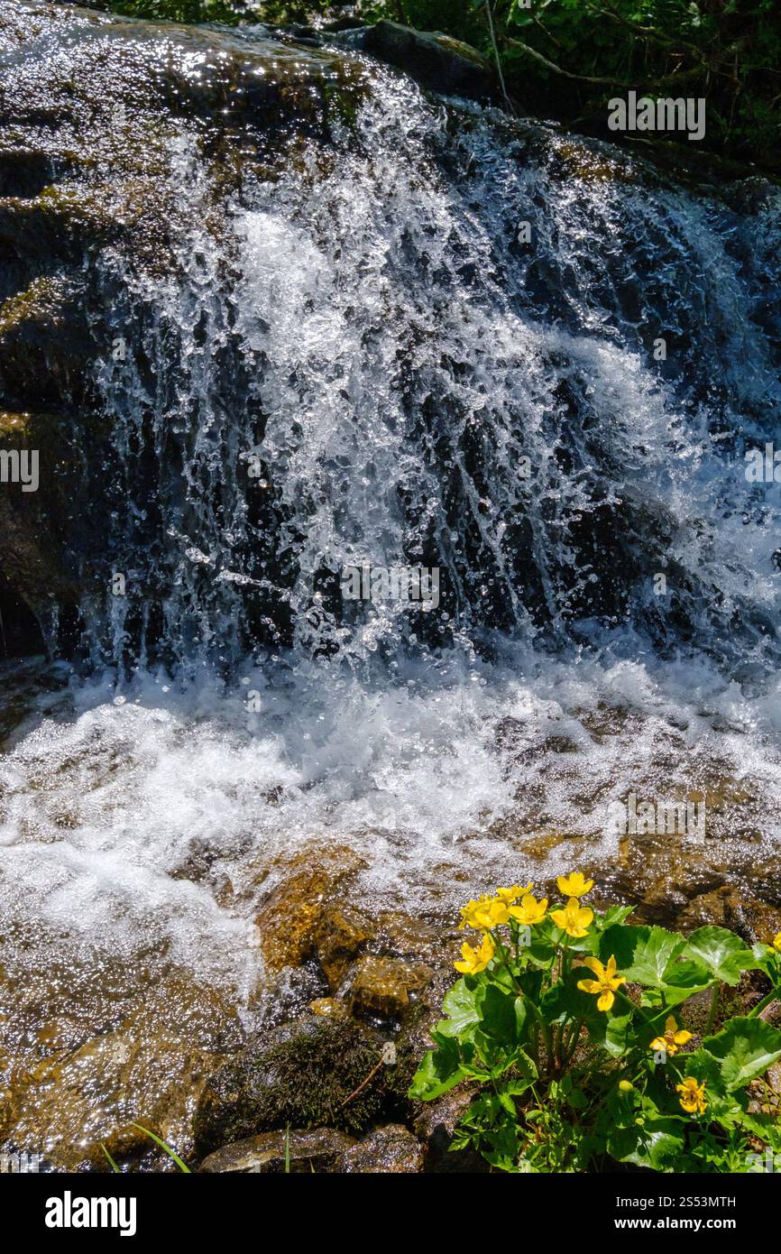 Sommer berge wasserfall mit klarem Wasser und gelbe Sumpfdotterblume (Caltha palustris) Blumen. Stockfoto