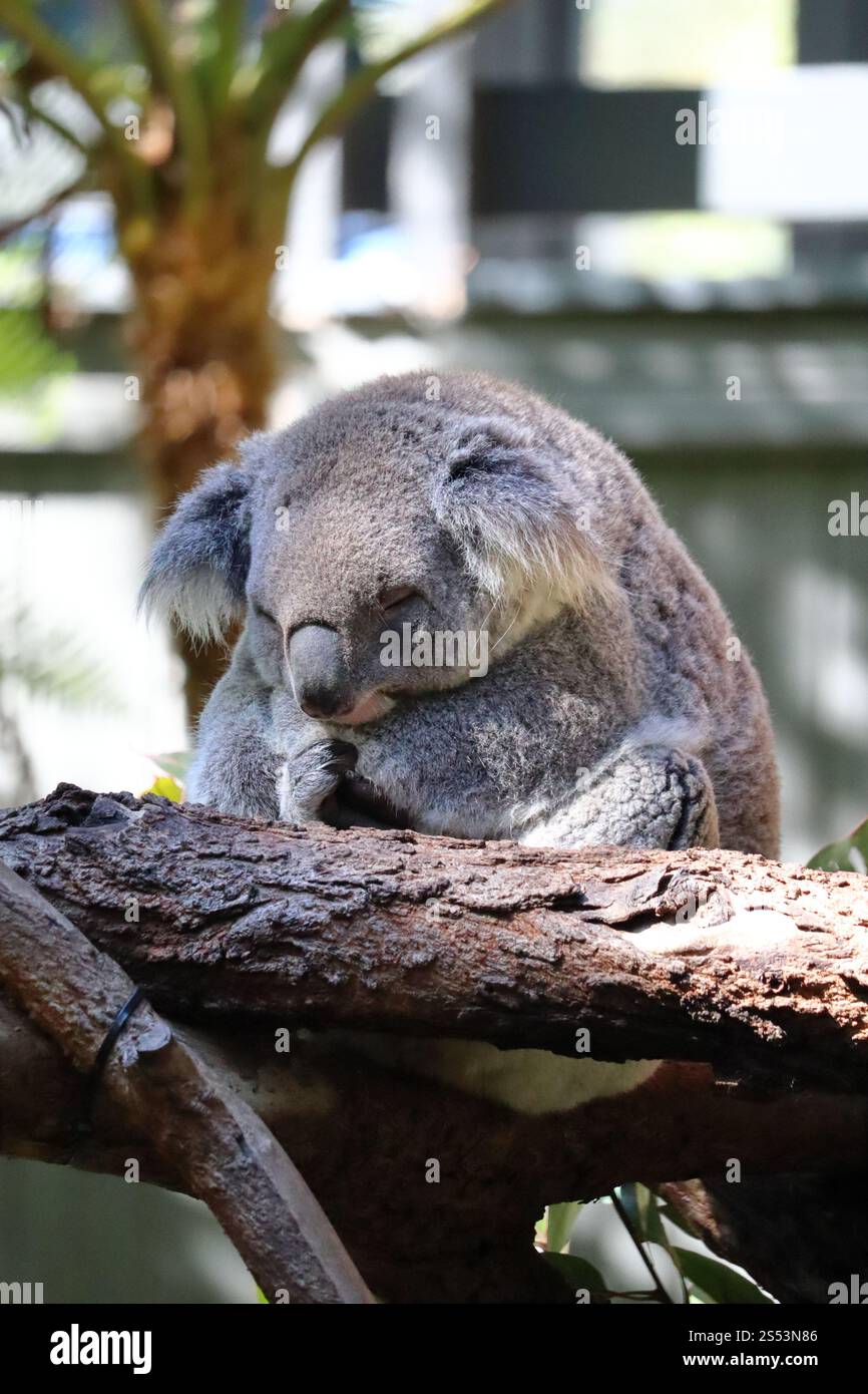 Koala schlaft auf Eukalyptusbaum im Taronga Zoo, Sydney, Australien. Australische Tierwelt in einem natürlichen Lebensraum. Stockfoto