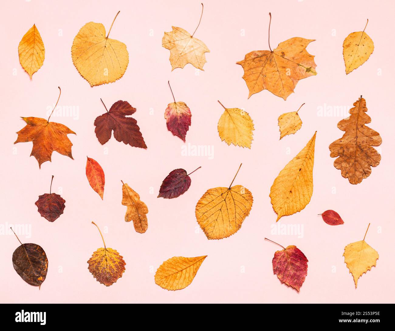 Blick von oben auf die verschiedenen getrockneten Herbst Laub auf Rosa pastell Papier Hintergrund Stockfoto