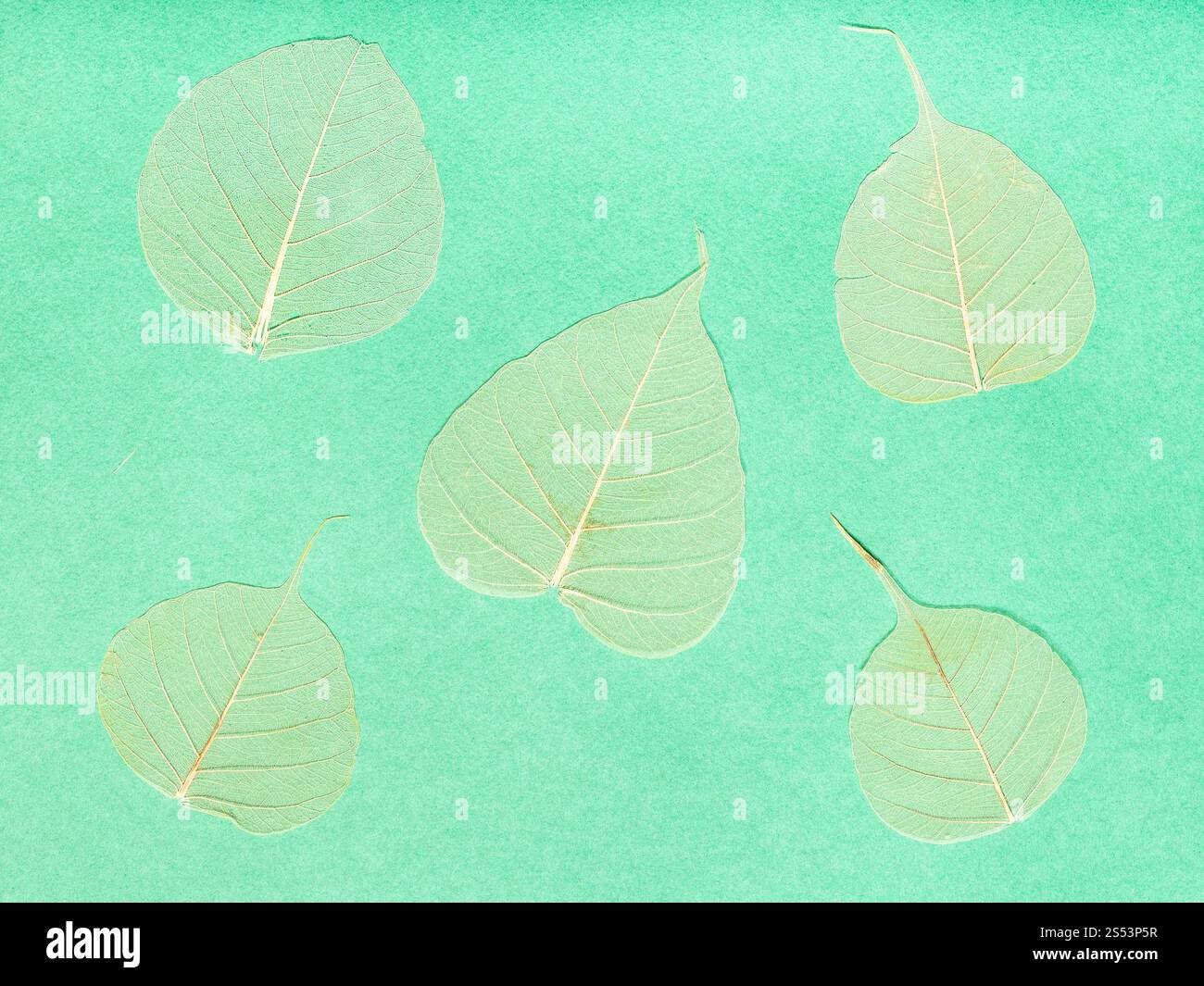 Mehrere getrocknete Blätter auf gelb-grün papier Hintergrund Stockfoto