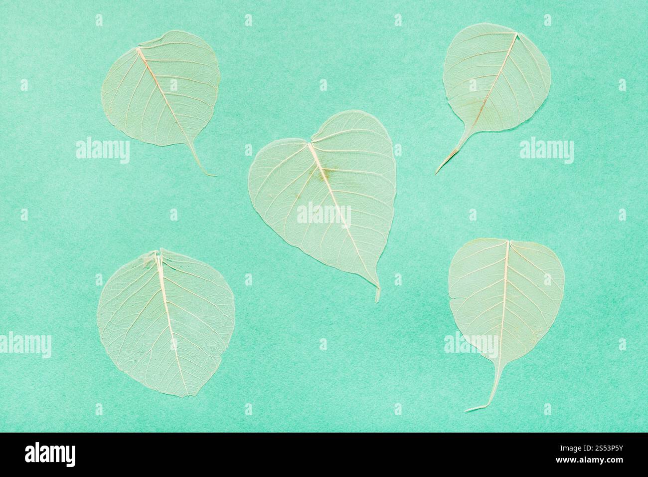 Einige gelbe Blätter auf Aquamarin Grünbuch Hintergrund Stockfoto