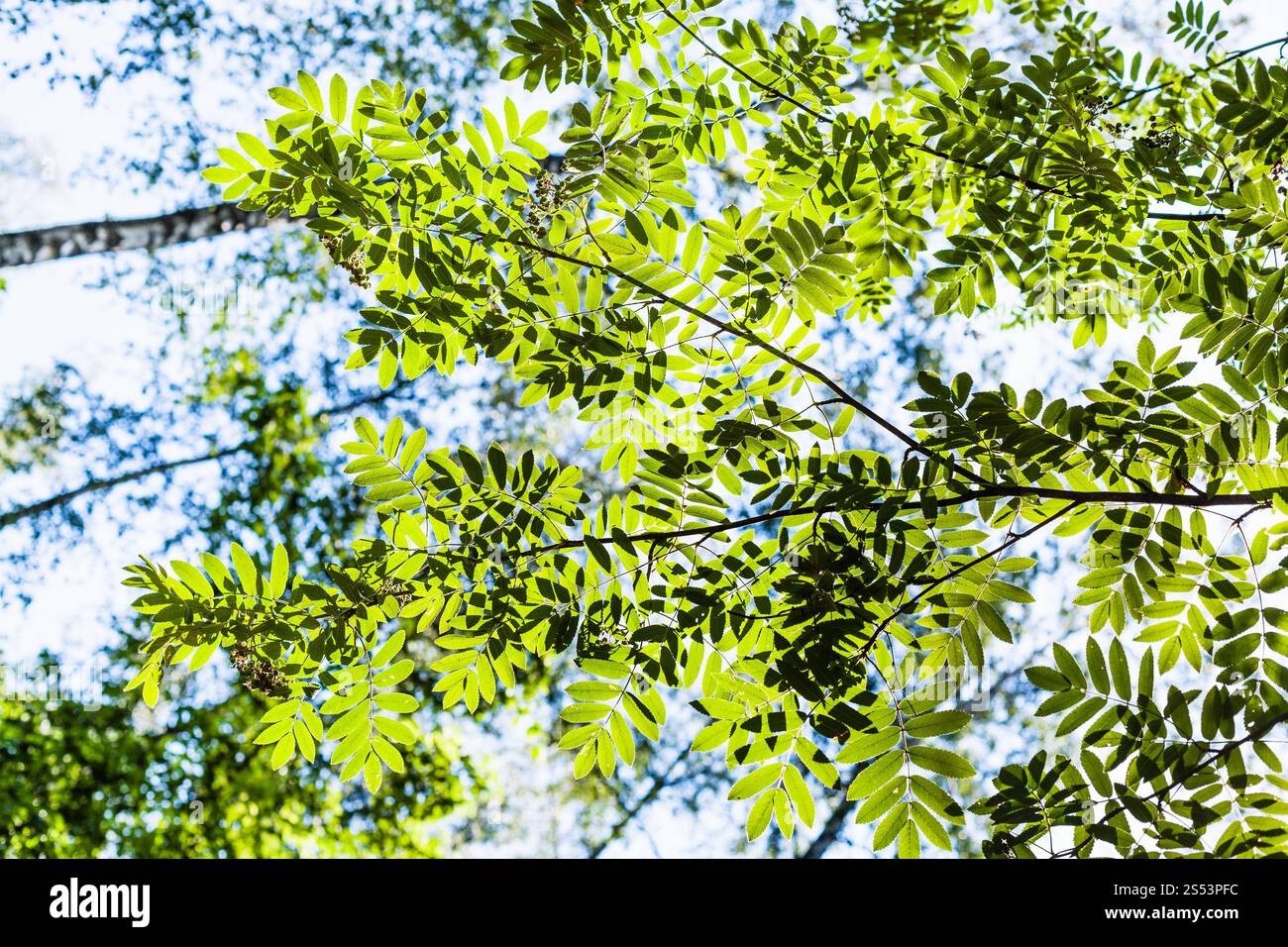 Ansicht von unten auf das grüne Zweig von Rowan Tree von Sun unter blauem Himmel leuchtet im Wald im Sommer Stockfoto