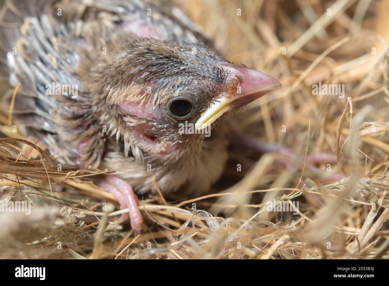 Baby-Vogel hungrig im Vogelnest Stockfoto
