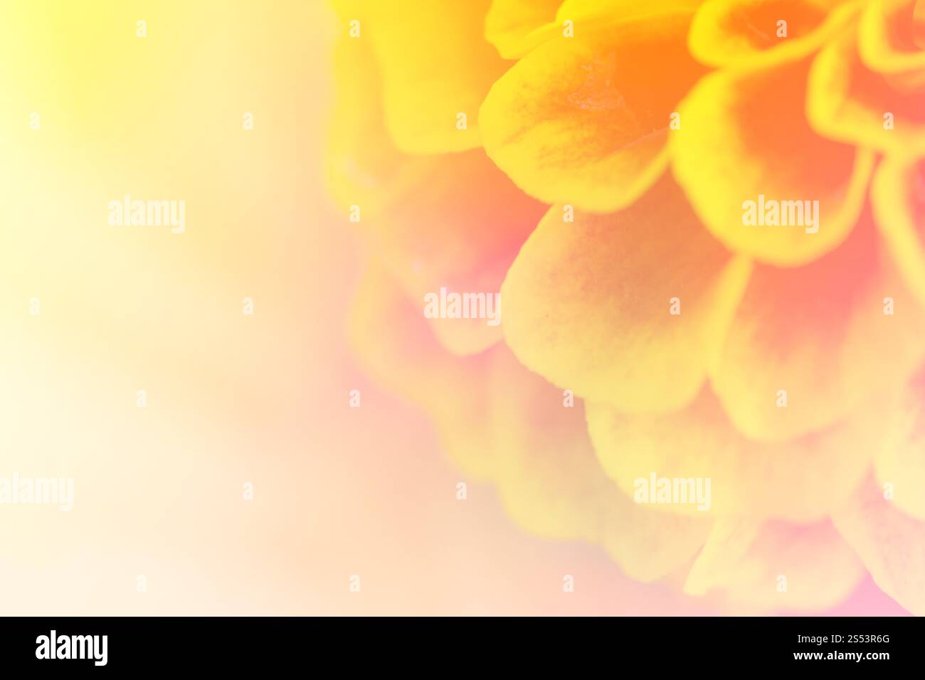 Schöne Blumen mit weichem Fokus Farbgefilterter Hintergrund Stockfoto