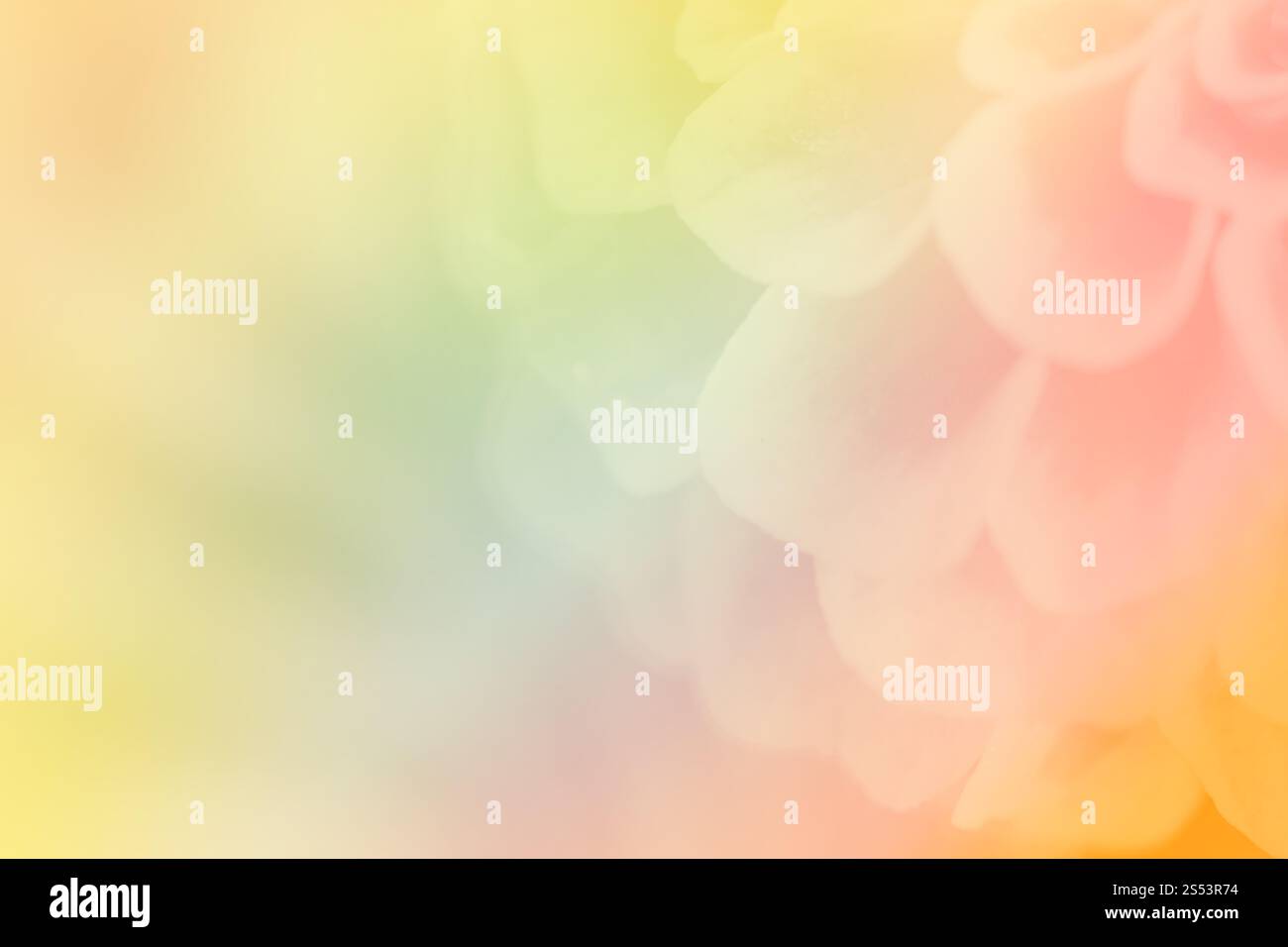 Schöne Blumen mit weichem Fokus Farbgefilterter Hintergrund Stockfoto