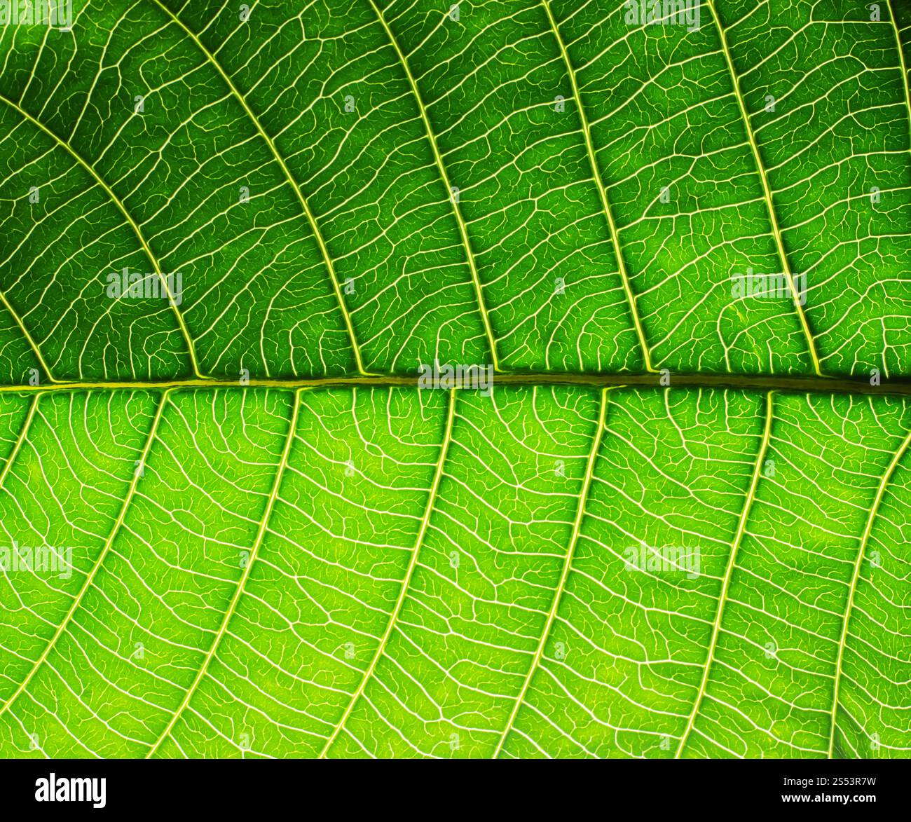 grünes Blatt-Textur Stockfoto