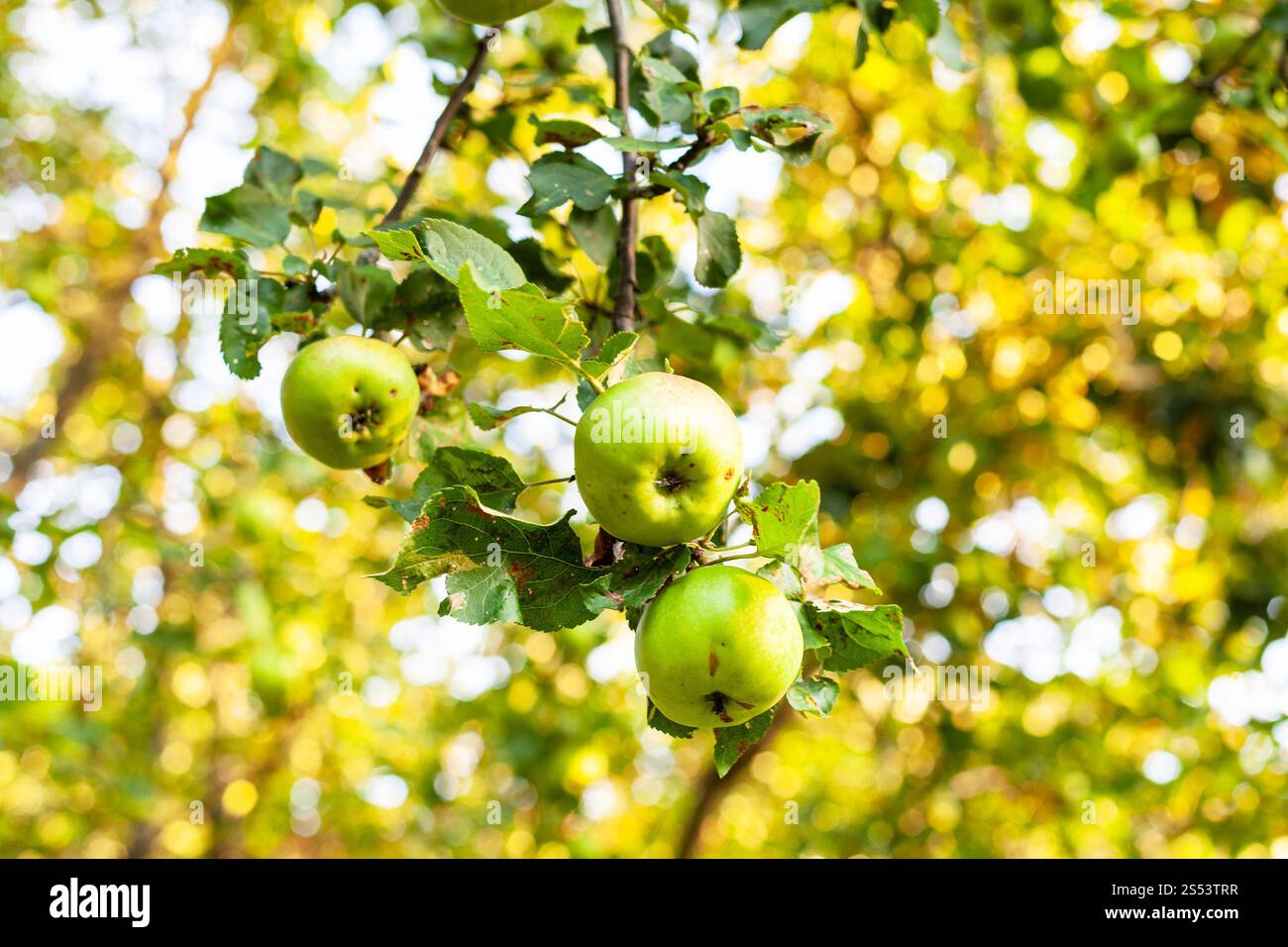 Reife Äpfel auf Baumzweig im Obstgarten bei Sonnenuntergang im Sommer mit verschwommenem Hintergrund Stockfoto