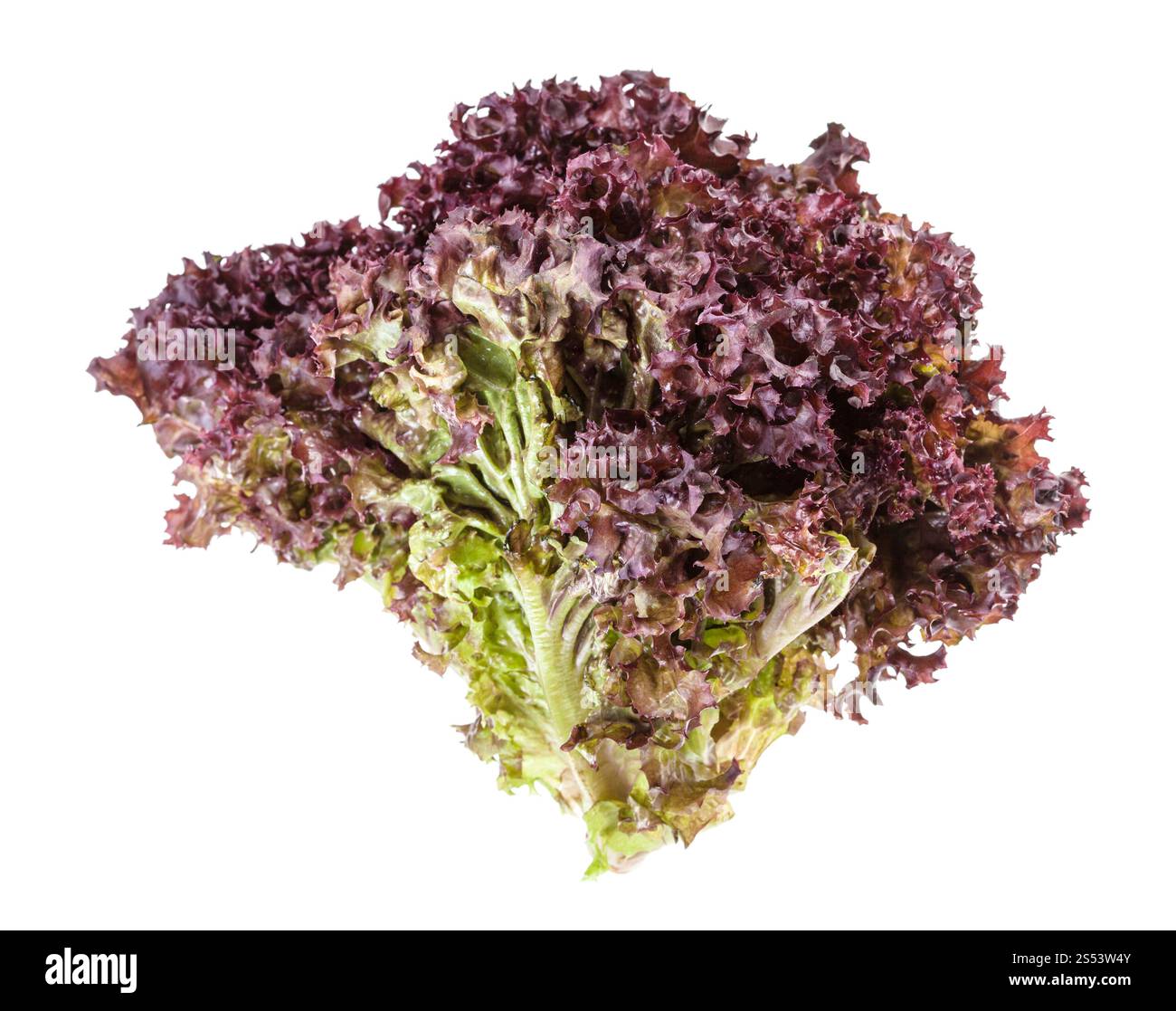 Zweig frischen Lollo Rosso Salat auf weißem Hintergrund Stockfoto