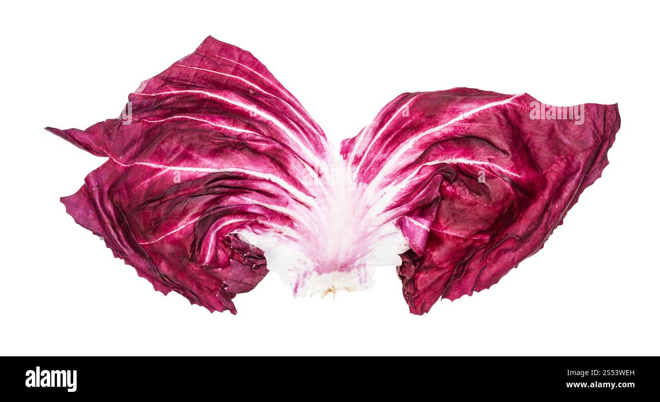 Frische Blätter Radicchio (Italienische Blatt Chicoree) auf weißem Hintergrund Stockfoto
