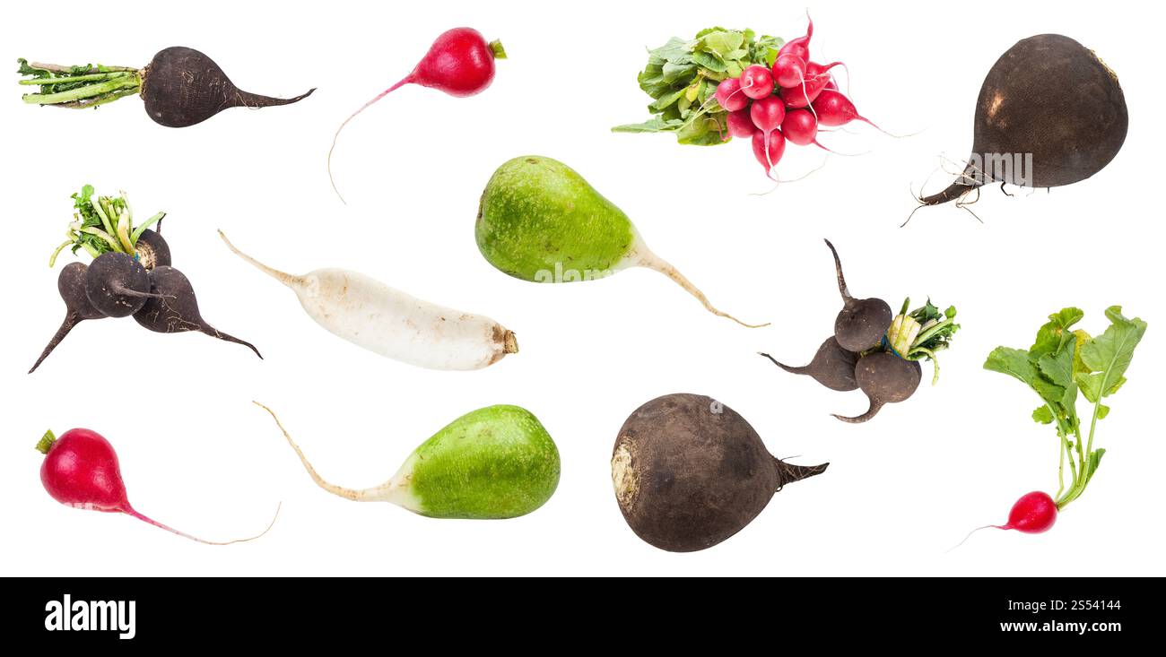 Satz von verschiedenen frischen Radieschen (kleine rote, langen weißen daikon, grün Lobo, schwarzem Rettich) auf weißem Hintergrund Stockfoto