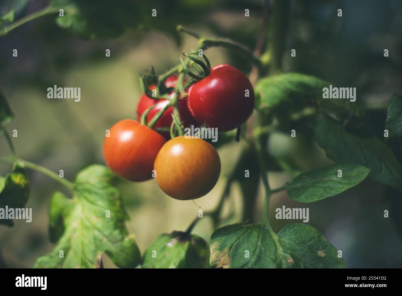 Frische Tomaten auf dem Baum im Garten. Stockfoto