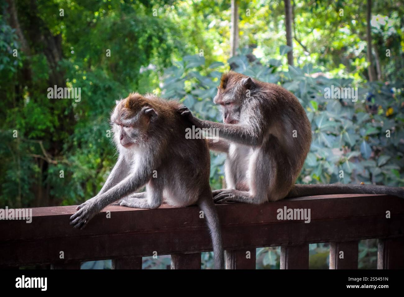 Affen im heiligen Affenwald, Ubud, Bali, Indonesien. Affen im Affenwald, Ubud, Bali, Indonesien Stockfoto