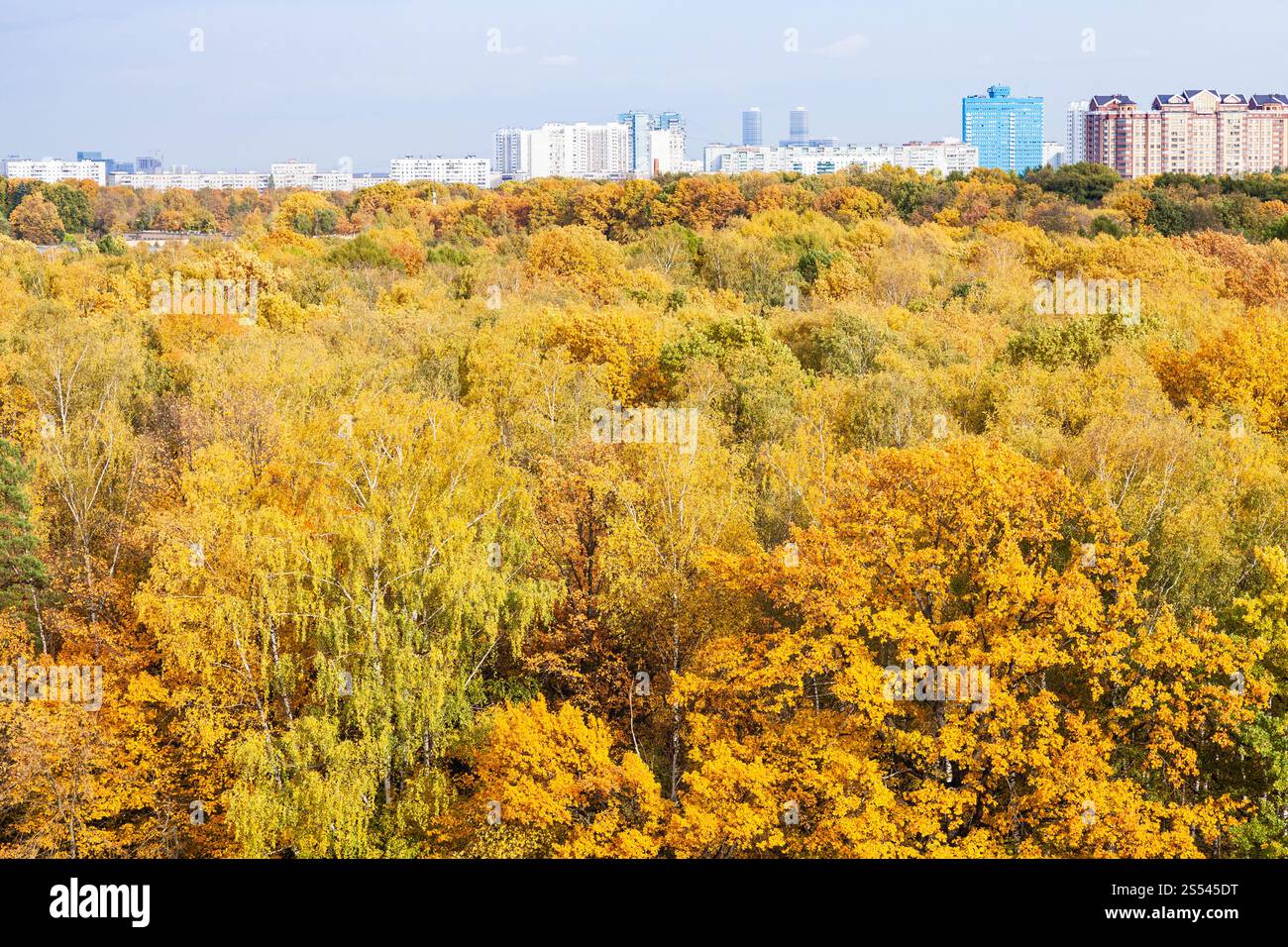 Gelbe Wald und Wohnung Häuser am Horizont an sonnigen Herbsttag Stockfoto
