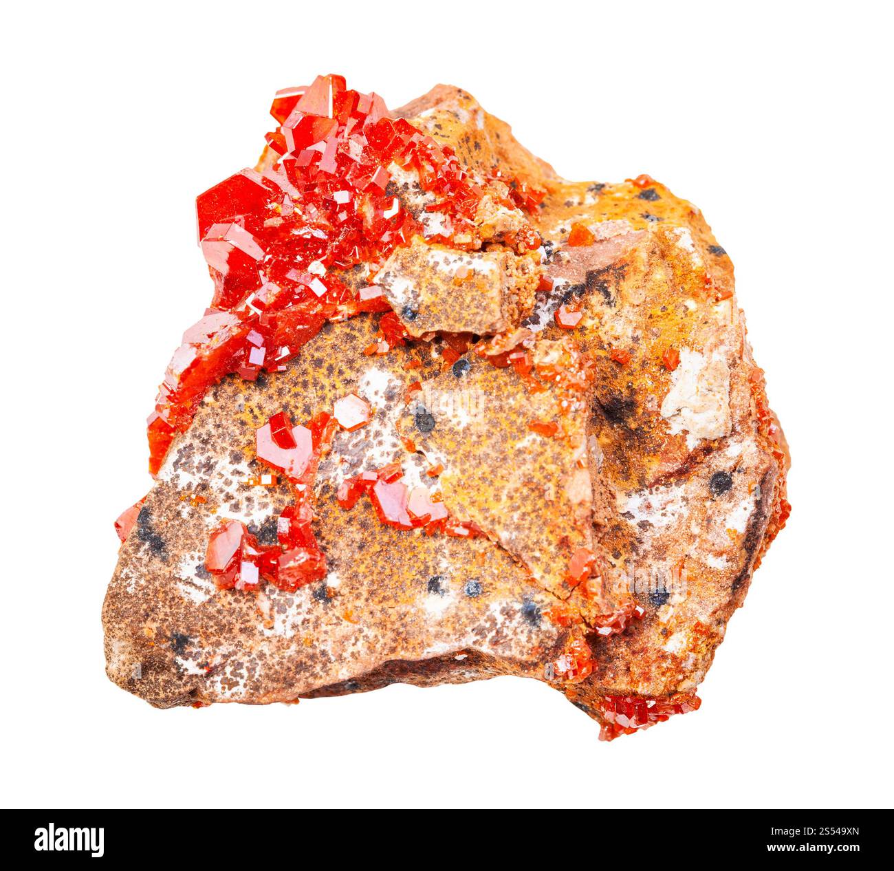 Nahaufnahme der Probe von natürlichem Mineral aus geologischer Sammlung - Druse von Vanadinitkristallen auf Gestein isoliert auf weißem Hintergrund. druse von Stockfoto