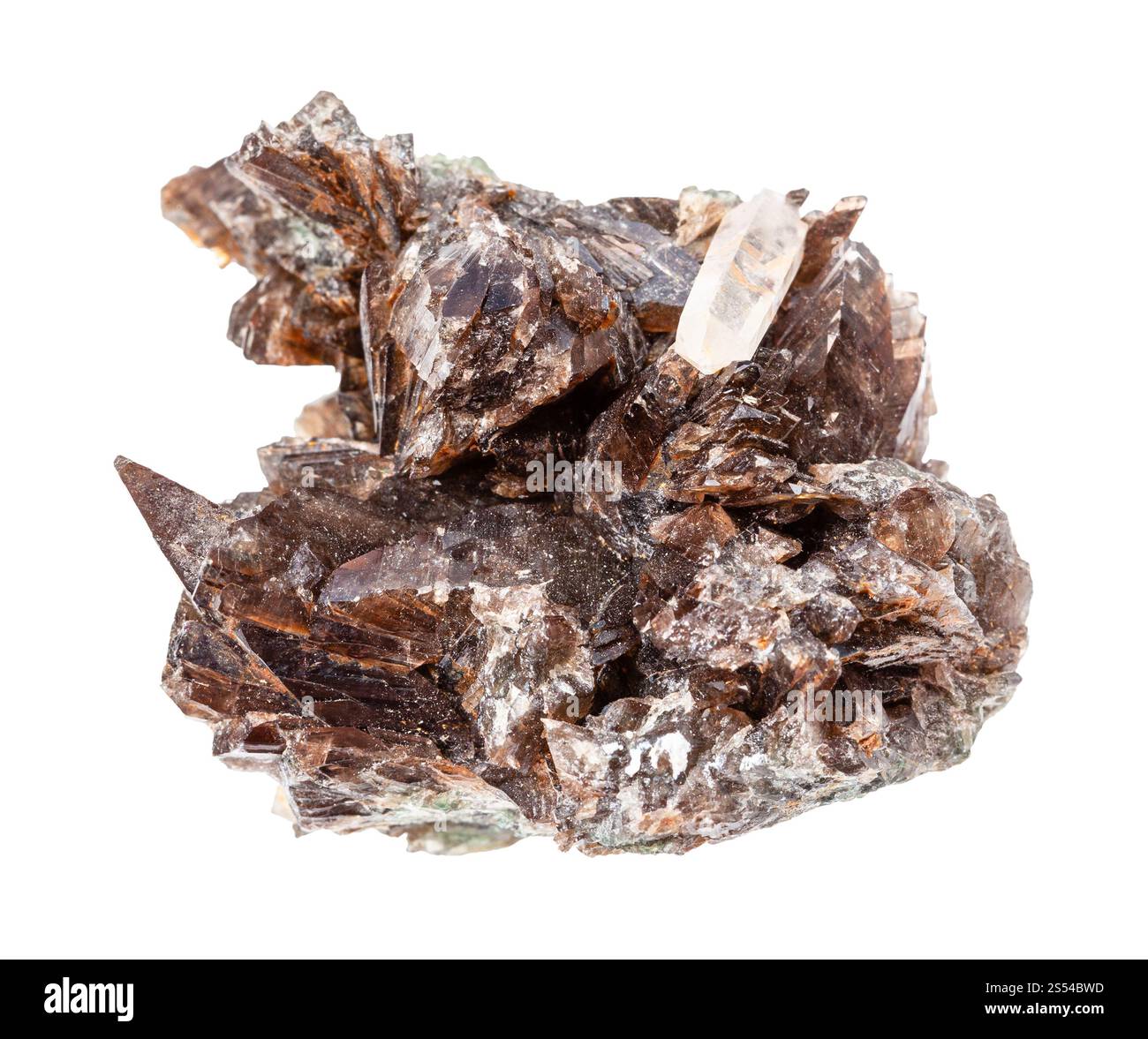 Nahaufnahme der Probe von natürlichem Mineral aus geologischer Sammlung - Druse von Axinitkristallen isoliert auf weißem Hintergrund. druse von Axinitkristallen Stockfoto