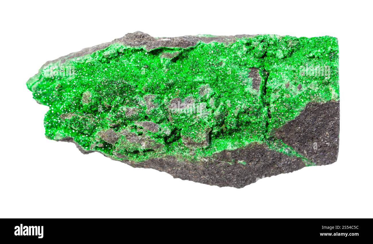Nahaufnahme der Probe von natürlichem Mineral aus geologischer Sammlung - Kristalle von Uvarovit (grüner Granat) auf Gestein isoliert auf weißem Hintergrund. Kristalle Stockfoto