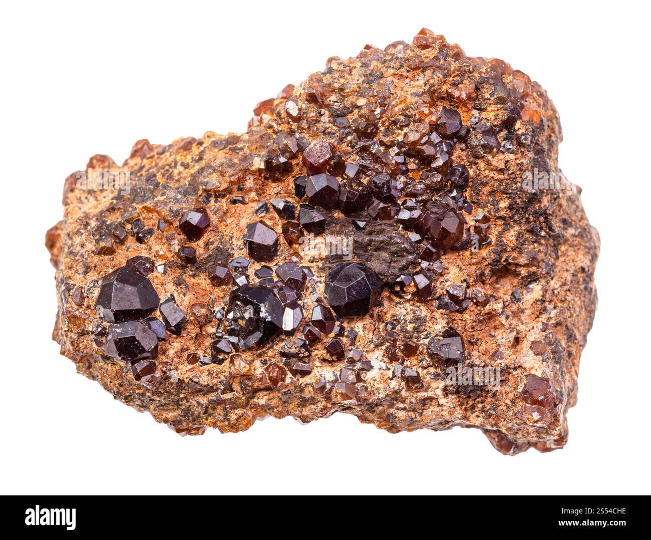 Nahaufnahme der Probe von natürlichem Mineral aus geologischer Sammlung - Druse von andraditischen Granatkristallen auf Gestein isoliert auf weißem Hintergrund. Andradite Stockfoto