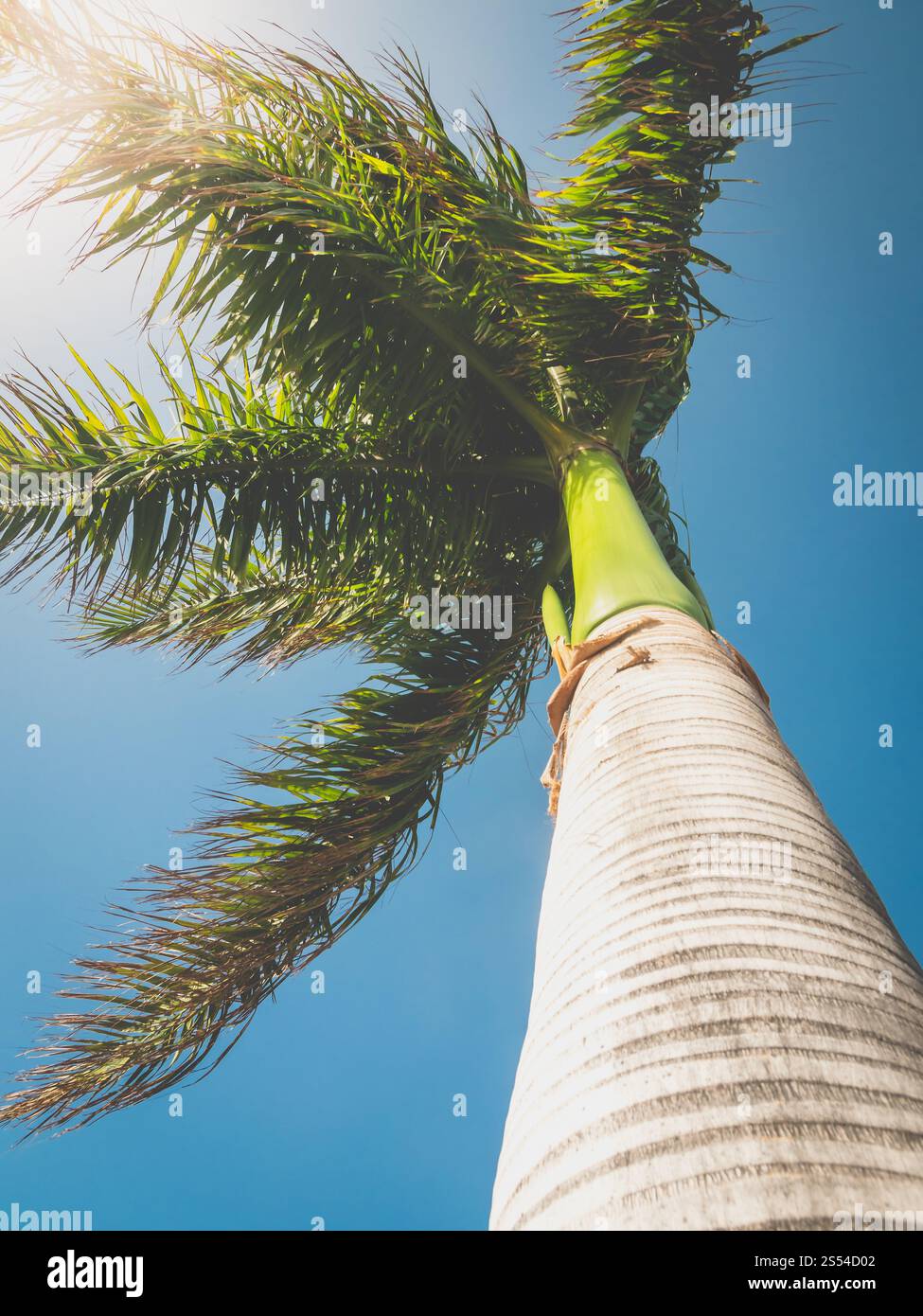 Farbfoto einer hohen tropischen Palme vor blauem Himmel und heller Sonne. Farblich abgestimmtes Bild einer hohen tropischen Palme vor blauem Himmel und heller Sonne Stockfoto