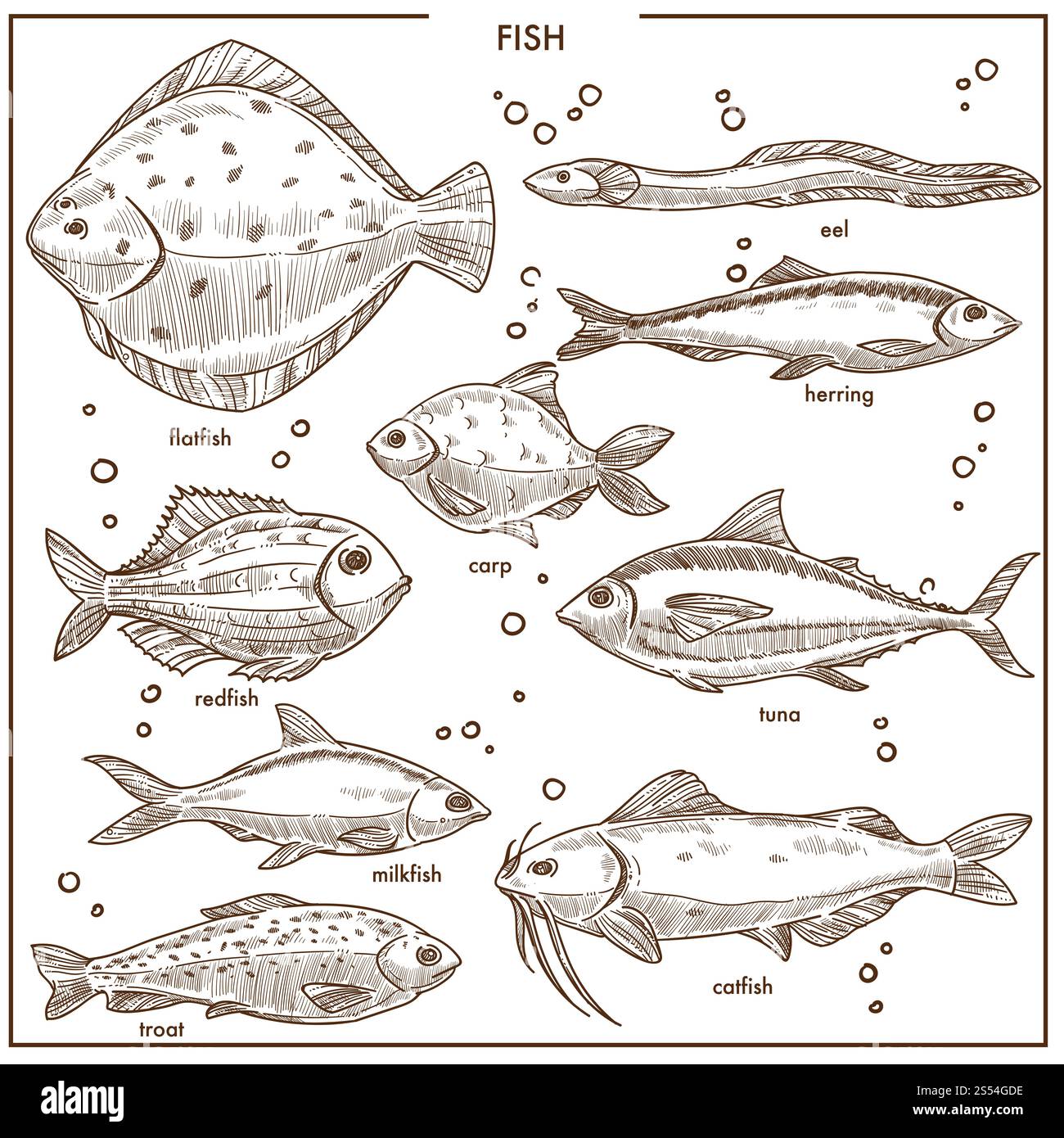 Fischskizzieren Arten mit Namen von Flusskarpfen, Meeresflunder Plattfisch oder Meereshering. Vektor handgezogene isolierte Fischfische von Aal, Rotbarsch und Thunfisch oder Wels und Forelle für Meeresfrüchte Shop Markt. Fische skizzieren Arten mit Namen Vektor isolierte Fischerei Symbole gesetzt Stock Vektor