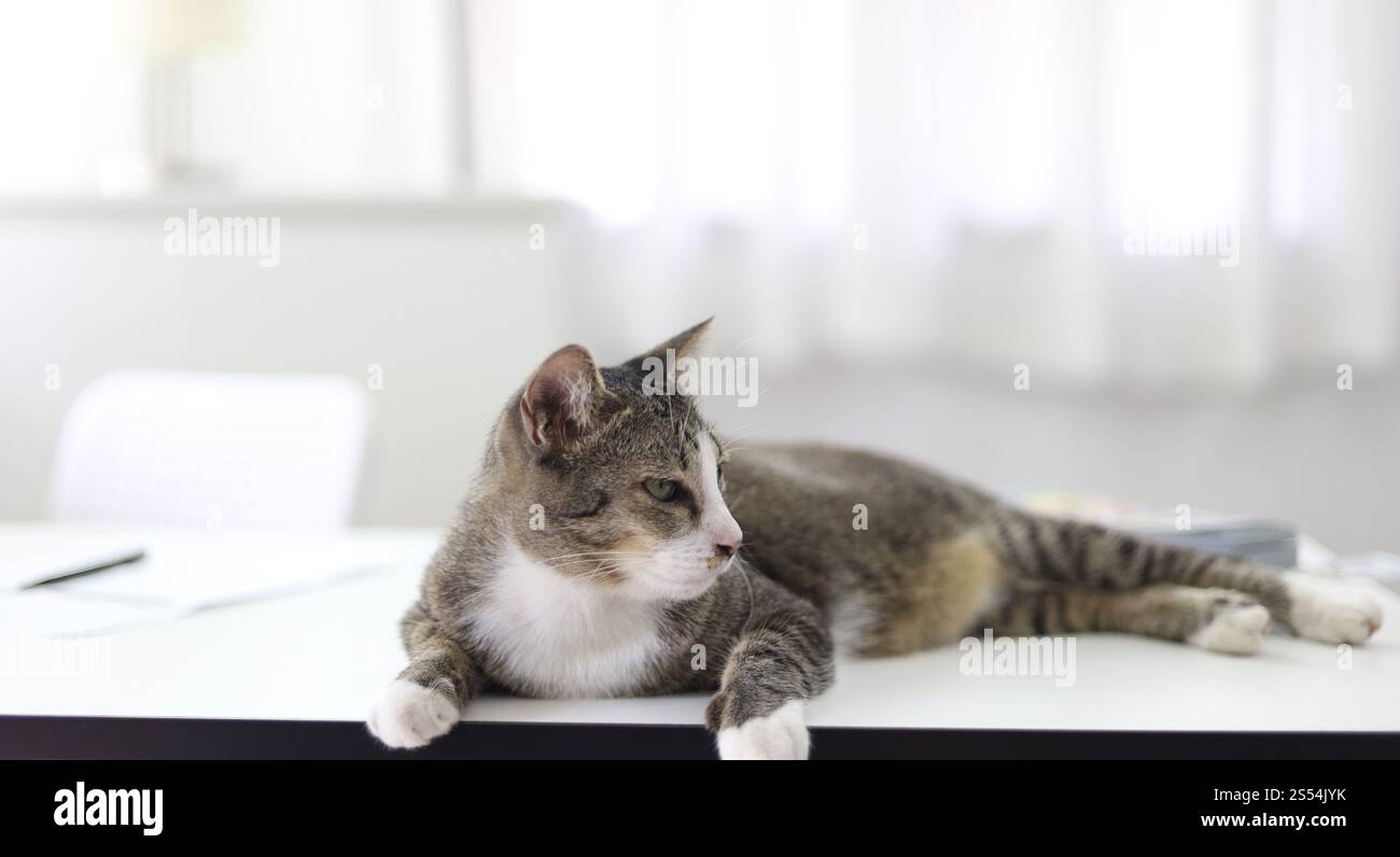 Bleiben Sie zu Hause und bleiben Sie sicher mit der Katze im Zimmer Stockfoto