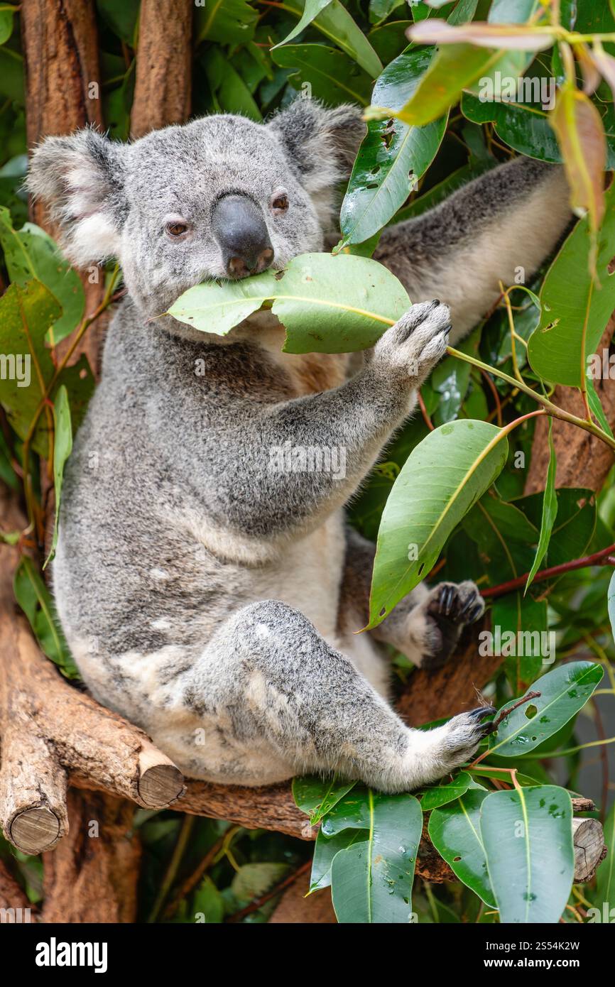 Vertikales Foto von Koalablättern Stockfoto