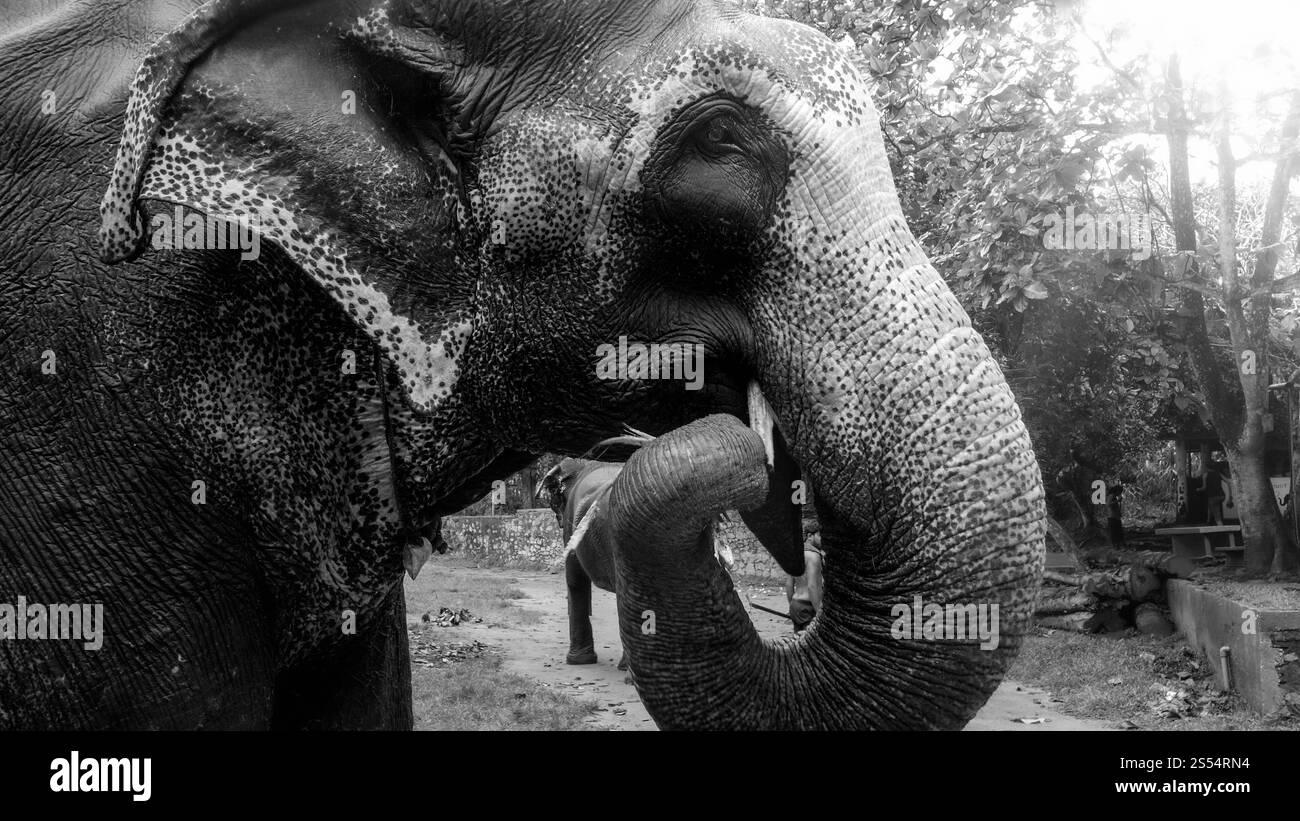 Schwarzweiß-Foto eines indischen Elefanten, der Zuckerrohr im Nationalpark isst. Schwarz-weiß-Porträt eines indischen Elefanten, der süßen Zucker isst Stockfoto