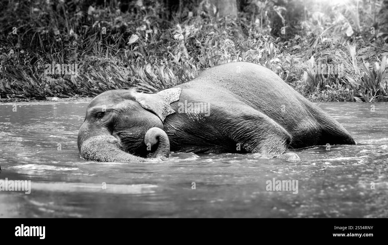 Schwarz-weiß-Foto eines indischen Elefanten, der in einem kleinen Fluss im Dschungelwald liegt und sich mit großem Stamm wäscht. Schwarzweißbild des indianers Stockfoto