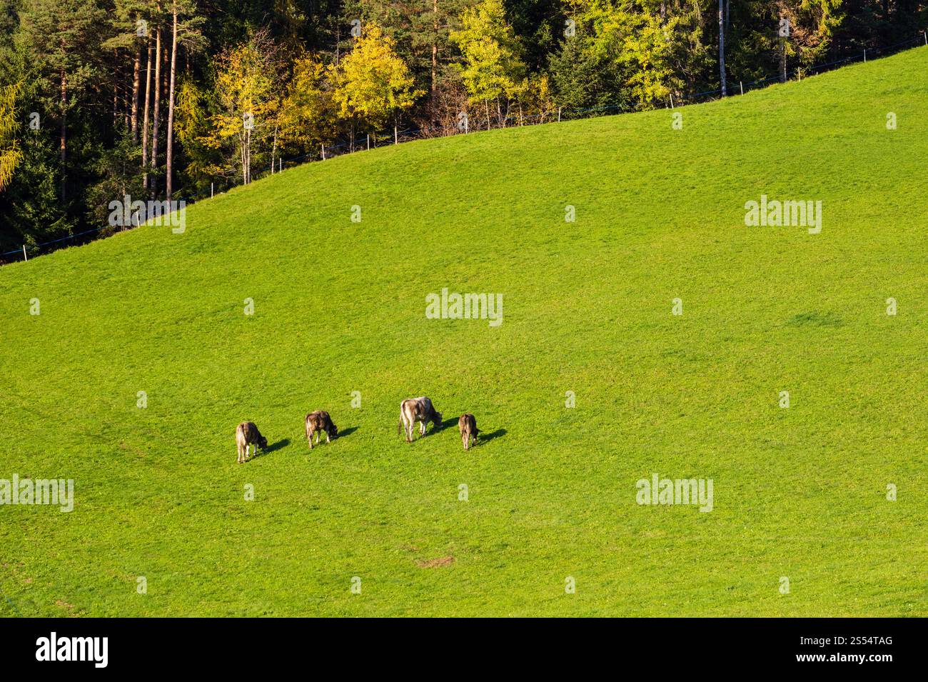 Ruhige Herbst Abend Weide auf Alpen Berghang in der Nähe von Wald Blick und Kuhherde Stockfoto
