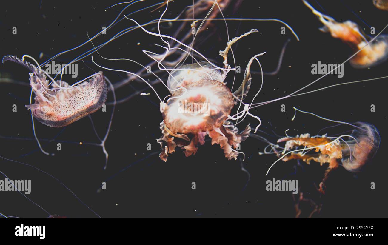 Nahaufnahmetonische Tönung exotischer giftiger Quallen, die im Aquarium im Zoo schwimmen. Nahaufnahmetonische Tönung exotischer giftiger Quallen, die im Aquarium bei schwimmen Stockfoto