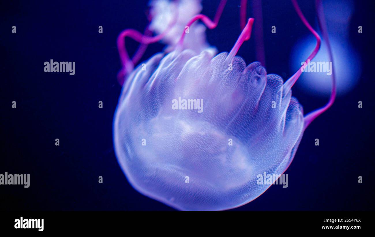 Makrofoto von rosa einer dpurpurnen Qualle, die im Aquarium mit Meerwasser schwimmt. Makrofoto von rosa einer dvioletten Qualle, die im Aquarium mit Meer schwimmt Stockfoto