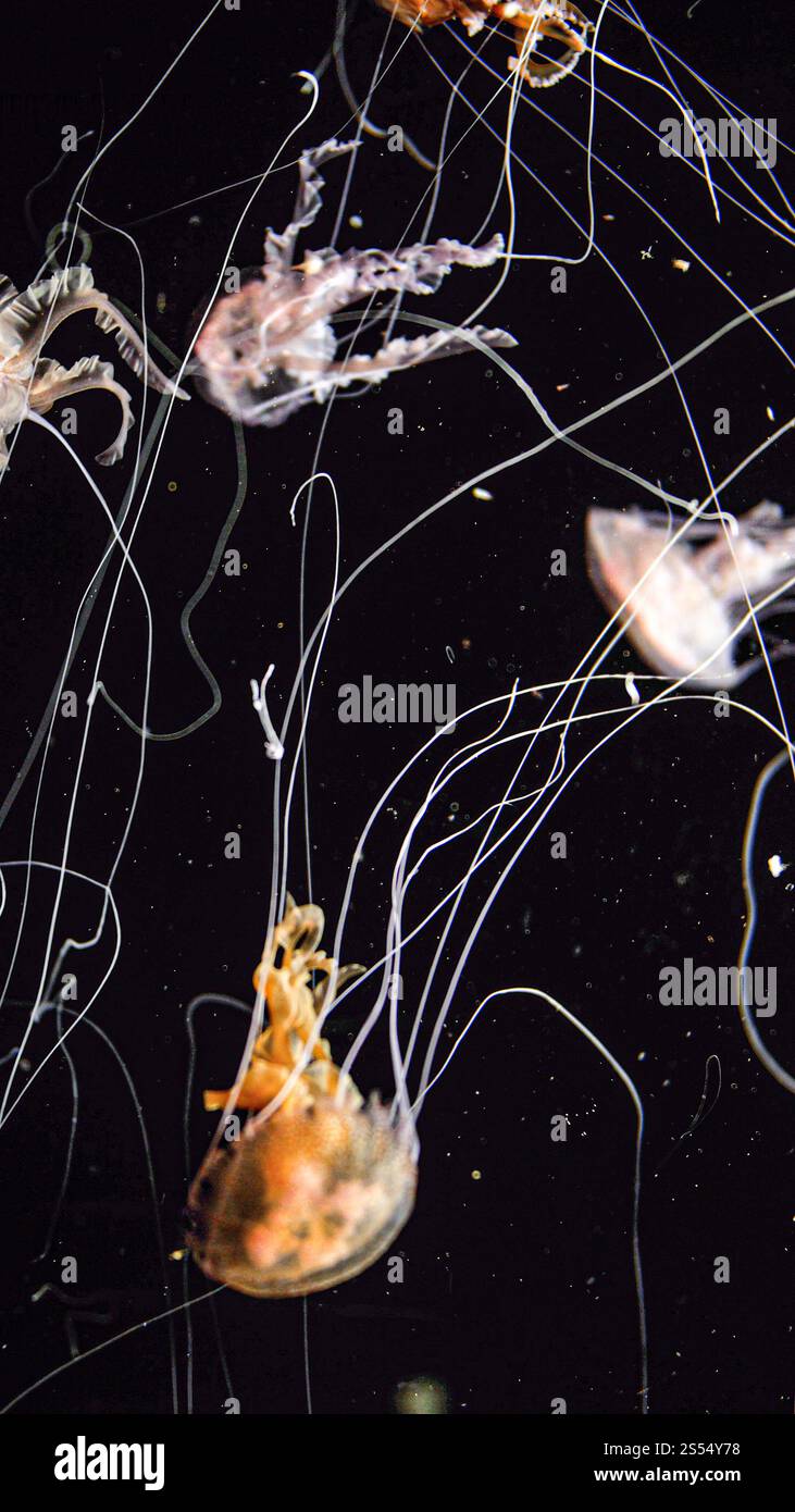 Abstraktes Unterwasserbild langer Tentakel bunter giftiger Quallenfische im Tiefseewasser. Abstraktes Unterwasserbild langer Tentakel von Stockfoto