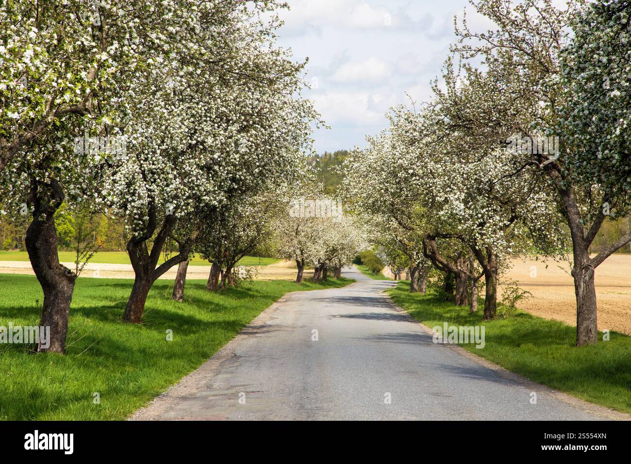 Blick auf die Straße im Frühling und eine blühende Apfelbaumallee Stockfoto