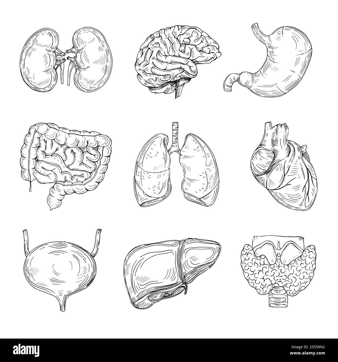 Menschliche innere Organe. Hand gezogenes Gehirn, Herz und Nieren, Magen und Blase. Medizinische isolierte Vektorillustration skizzieren. Darmorgan der Entnahme, innerer Verdauungsapparat. Menschliche innere Organe. Hand gezogenes Gehirn, Herz und Nieren, Magen und Blase. Medizinische isolierte Vektorillustration skizzieren Stock Vektor