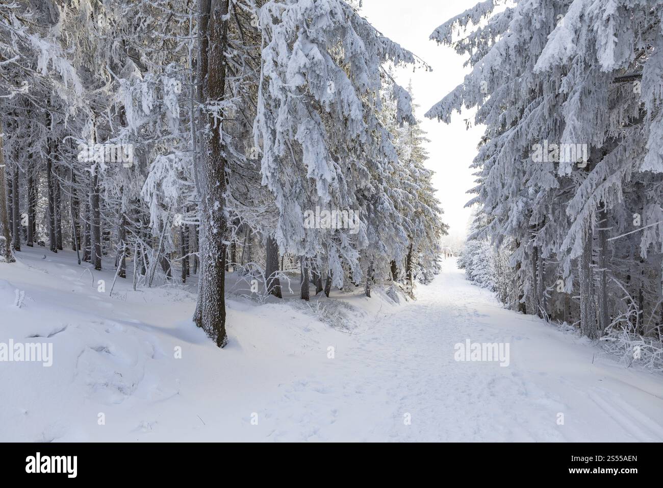 Auch die Baumstämme sind alle mit Raureif, verschneite Winterlandschaft am Auersberg, Eibenstock, Erzgebirge, Sachsen, Deutschland, Europa Stockfoto