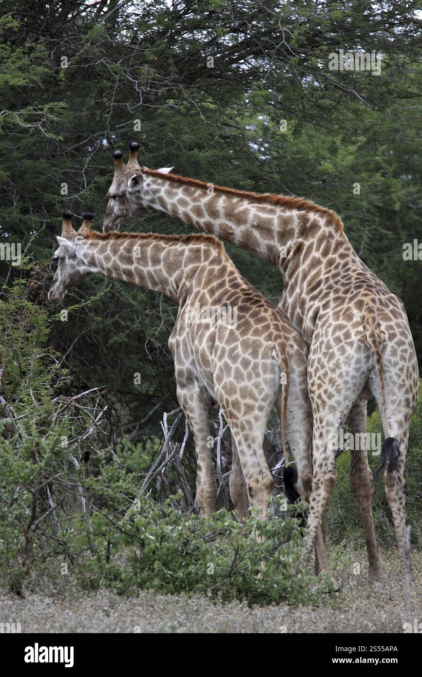 Giraffe, Paarung, Paarung Stockfoto