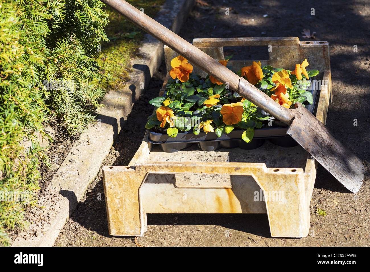 Büchse mit Blumentöpfen von Stiefmütterchen (Viola), neben einem Spaten, mit einem Grab auf dem Trinitatisfriedhof in Riesa, Sachsen, Deutschland, Europa Stockfoto