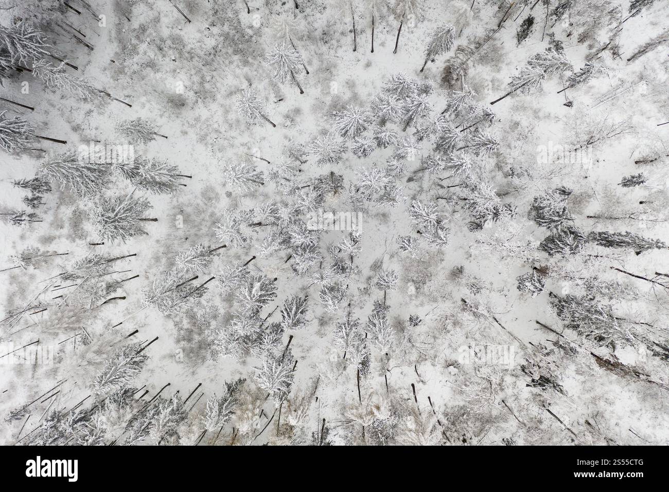 Luftaufnahme eines schneebedeckten Nadelwaldes bei Oederan, Sachsen, Deutschland, Europa Stockfoto