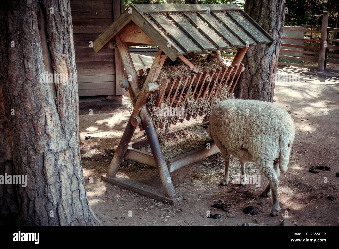 Schaf-Gruppe in einem traditionellen Betrieb. Schafe auf einem Bauernhof Stockfoto