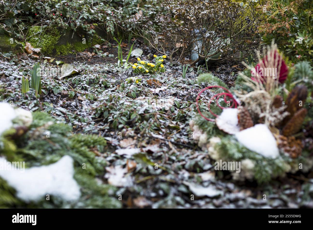 Winterakonit in Blüte (Eranthis hyemalis) auf einem leicht verschneiten Grab, Grabvasen im Hintergrund, Riesa-Friedhof, Sachsen, Deutschland, Europa Stockfoto