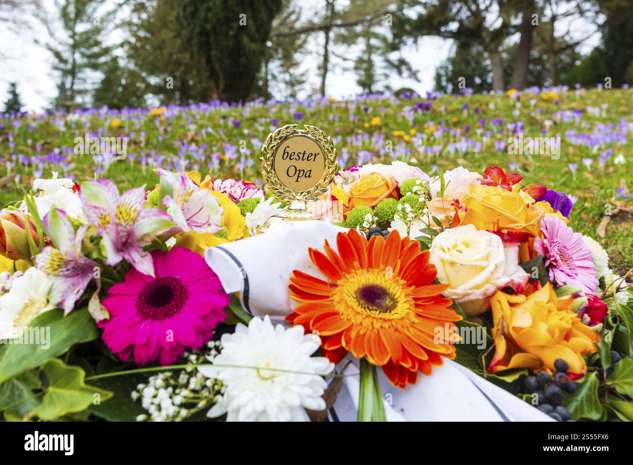 Arrangement mit Auszeichnung Bester Opa auf einem Grab, im Hintergrund die Krokusblume (Krokus), Trinitatisfriedhof in Riesa, Sachsen, Deutschland, Europa Stockfoto