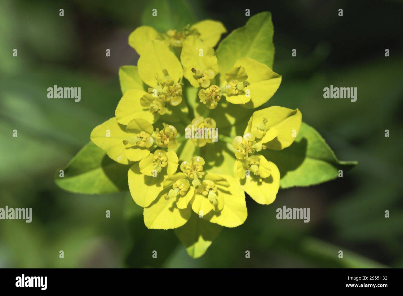 Warzenschwamm, Euphorbia verrucosa Stockfoto