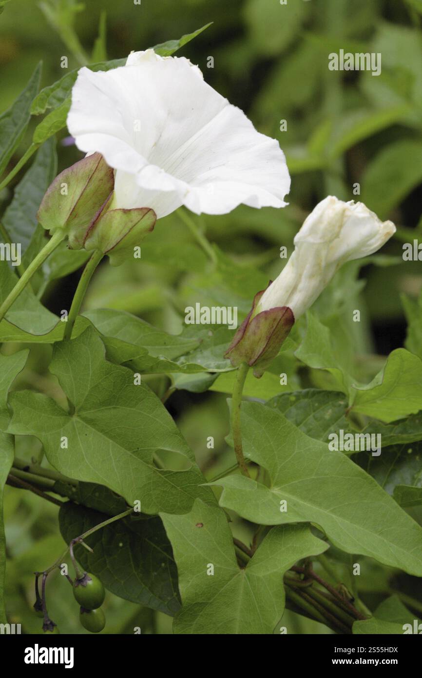 Zaunbindweed, Calystegia sepium Stockfoto