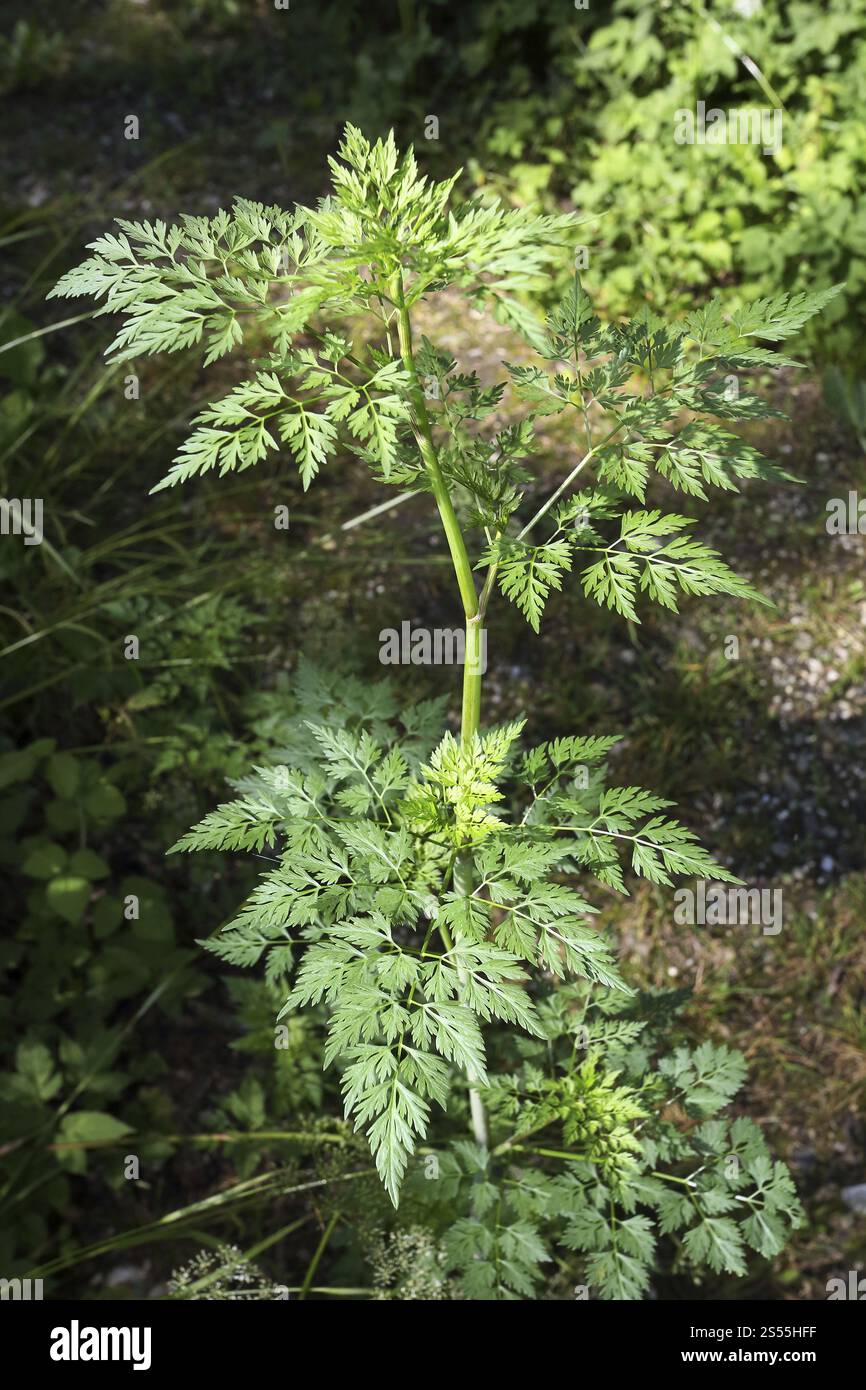 Aethusa cynapium, Hunde-Petersilie, Narren-Petersilie Stockfoto