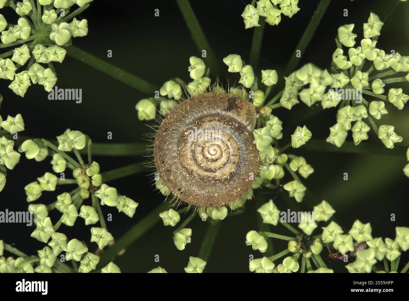 Trochulus villosus, Trichia villosus, Shaggy Haarschnecke Stockfoto